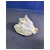 Decorative Coastal Conch Shell