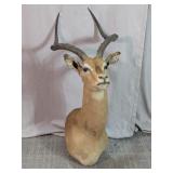 Taxidermy Antelope Shoulder Mount
