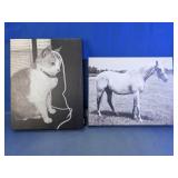 Black & White Cat and Horse Canvas Prints