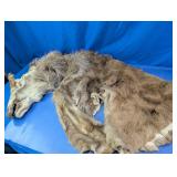 Animal Hide with Head
