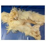 Taxidermy Animal Hide Rug with Head