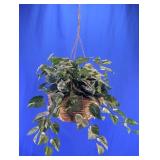 Artificial Hanging Pothos Plant in Woven Basket