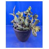 Green Succulent Plant In Black Pot