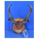 1969 Pronghorn Antelope Mount