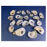 Oyster Shell Assortment