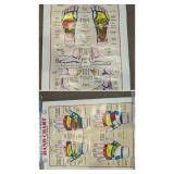 International Institute Reflexology Foot & Hand