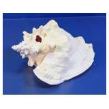 Decorative Conch Seashell