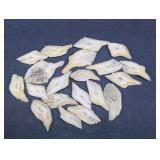 20 Alligator Gar Fish White Scales