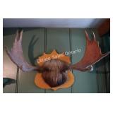 Mounted Moose Skin & Antlers