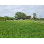 Prime Acreage with 2 Houses - 53.7 Acres (Offered in  8 Tracts) at Absolute Live / Online Auction