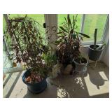 Assorted Potted Plants