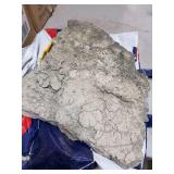 FOSSIL ROCK- MEAS. 20”L x 13.5” W-