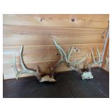 Two Whitetail Deer Antler Sets