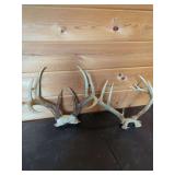 Deer Antler Collection