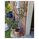 Potted Cactus and Painted Pot with Stand