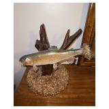 Taxidermy Trout Fish on Wood and Stone Base