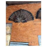Turkey Tail Fan Mount