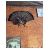 Turkey Tail Fan Display