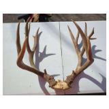 Deer Antler Mount