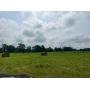 175 Acres in 2 Tracts - Absolute Live/Online Sale