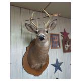 Taxidermy White-Tailed Deer Mount with Arrow