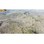 96 +/- Acres of Wooded Land w/ Pond at Absolute Online Auction