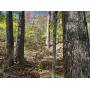 96 +/- Acres of Mature Timber Land w/ Pond at Absolute Online Auction