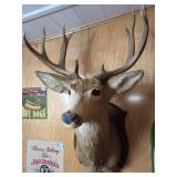 Mule Deer Shoulder Mount Taxidermy
