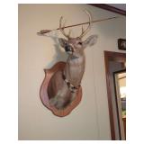 Taxidermy White-Tailed Deer Shoulder Mount with Decorative Necklace