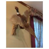 Ring-Necked Pheasant Taxidermy Mount