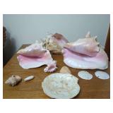 Natural Marine Conch Shells and Sea Specimen Assortment
