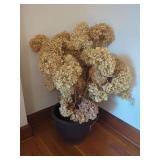 Dried Hydrangea Stems in Plastic Planter