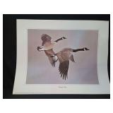 Canada Geese Wildlife Print by C. Loates 1969 Canadian Wildlife Reproductions