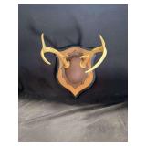 Taxidermy Deer Antler Mount on Shield Plaque