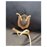 Taxidermy Deer Antler Wall Mount and Loose Shed Antler