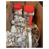 Assorted Seashells in Storage Containers and Divided Tray