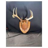 Taxidermy White-Tailed Deer Antlers Mounted on Wood Shield