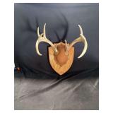 Whitetail Deer Antler Taxidermy Mount on Wooden Shield Plaque