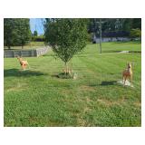 Set of Three Concrete Deer Lawn Statues