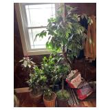 Artificial Ficus Tree and Decorative Plant Arrangement