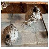 Natural Wasp Nests and Agricultural Implement Collection