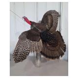 Full Body Turkey Taxidermy Mount with Spread Wings
