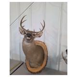 Whitetail Deer Taxidermy Shoulder Mount on Natural Wood Slice Panel