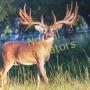 FREE AUCTION BUCKS IS BACK!