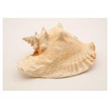 Conch Shell
