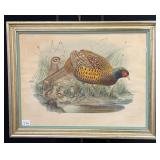 "Pheasant" Print