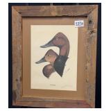 Canvasback Duck Print by H.S. Grammer Signed &