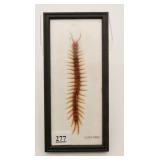 Framed Centipede Display