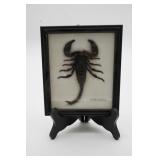 Framed Scorpion Display