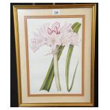 Crinum Govenium Hybridum by William Hooker